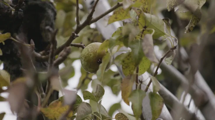 Culinair expert Alain Caron is gek op aardperen. In Oud-Beijerland telen Benjamin en zijn vader deze groente op kleine schaal. Niets is gemechaniseerd, dus Alain neemt ook de riek ter hand om de aardperen te rooien, voordat hij er een prachtig gerecht mee maakt! Aardperen familiegaard Oud-Beijerland
