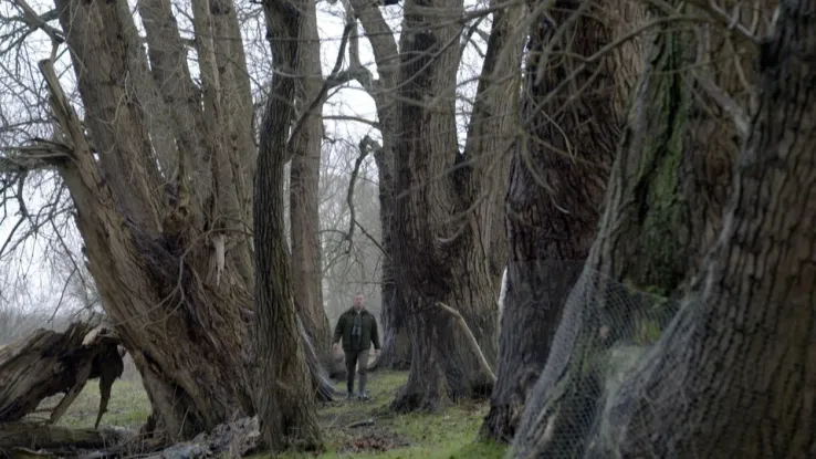 De zwarte populieren in de Biesbosch