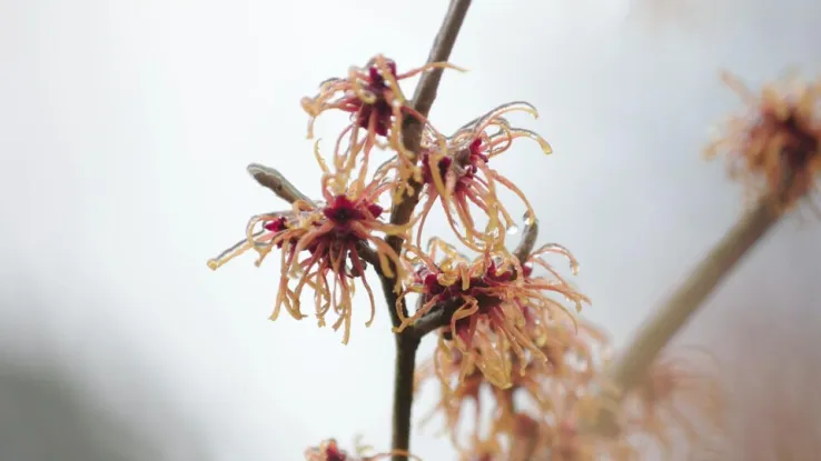 Kijktuin