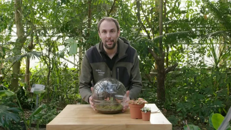 Tuinieren met een kamerterrarium Tuinieren met een kamerterrarium