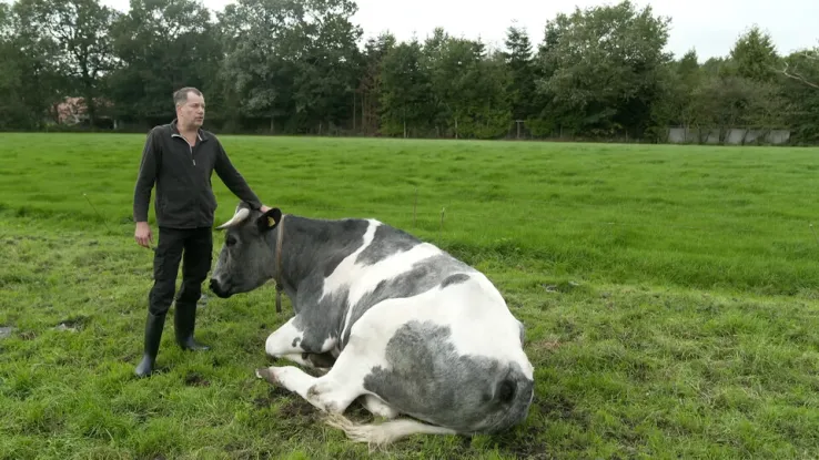 Toen hij zes jaar was droomde Bert ervan boer te worden en vijftig koeien te bezitten. Nu heeft hij een rusthuis voor koeien. De koeien van Bert zijn zijn leven