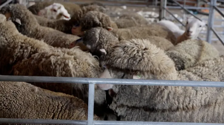 Keuringsdienst van waarde: merinoschapen